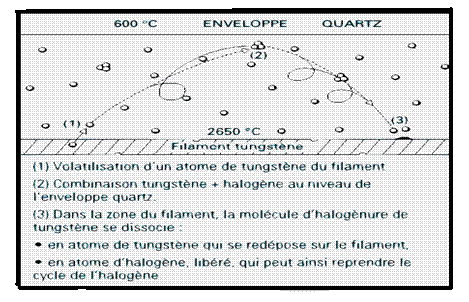 cycle halogne